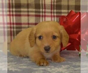 Dachshund Puppy for sale in FREDONIA, PA, USA