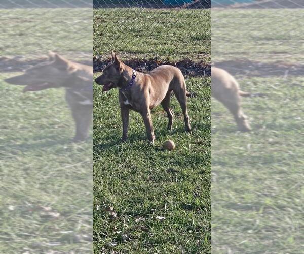 Medium Photo #3 Mutt Puppy For Sale in DuQuoin, IL, USA