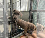 Small Photo #4 Great Dane Puppy For Sale in FLOWERY BRANCH, GA, USA