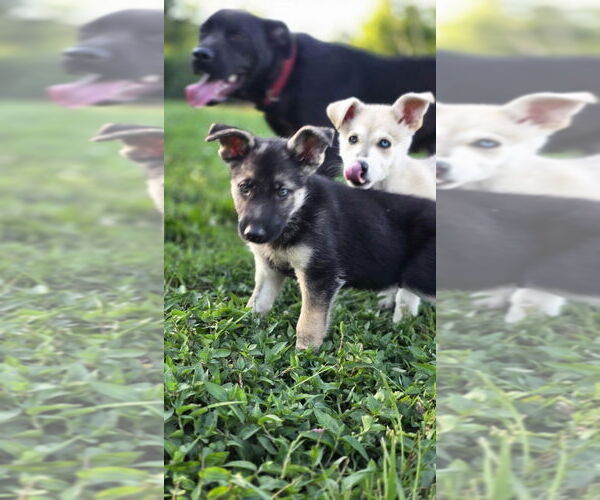 Medium Photo #2 Huskies -Unknown Mix Puppy For Sale in Aurora, IN, USA
