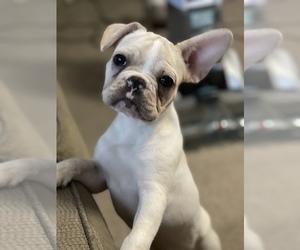 French Bulldog Puppy for sale in MANHATTAN, KS, USA