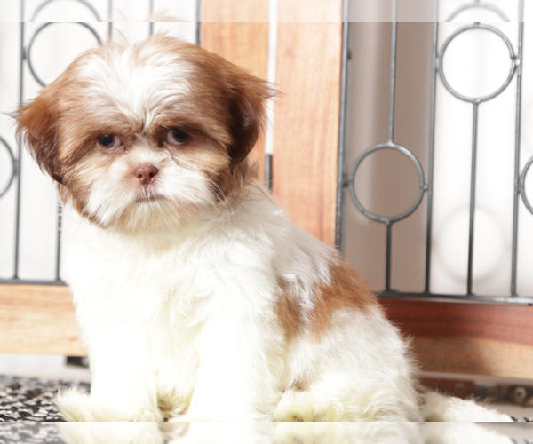 Medium Photo #1 Shih Tzu Puppy For Sale in NAPLES, FL, USA