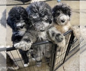 Aussiedoodle Puppy for sale in FORREST, IL, USA