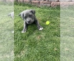 Puppy Puppy 6 Cane Corso
