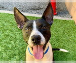 CLIFF - Male Mutt Dog for Adoption - Small photo