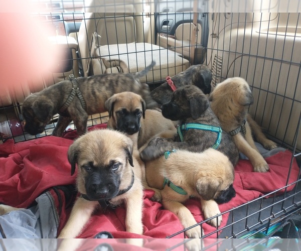 Medium Photo #3 Daniff Puppy For Sale in MARSHALL, AR, USA