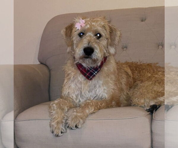 Medium Photo #5 Mutt Puppy For Sale in Houston, TX, USA