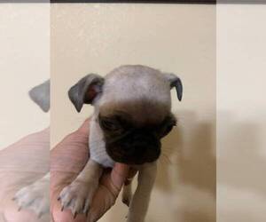 Pug Puppy for sale in TULARE, CA, USA