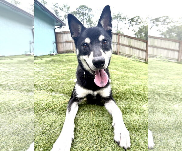 Medium Photo #6 Siberian Husky Puppy For Sale in Lighthouse Point, FL, USA
