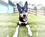 Small #5 Siberian Husky