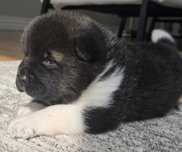 Medium Photo #13 Akita Puppy For Sale in STRAFFORD, MO, USA