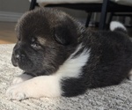 Small Photo #13 Akita Puppy For Sale in STRAFFORD, MO, USA