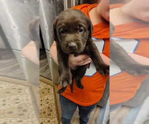 Labrador Retriever Puppy for sale in AURORA, CO, USA