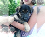 Small Photo #1 German Shepherd Dog Puppy For Sale in LAWRENCEBURG, KY, USA