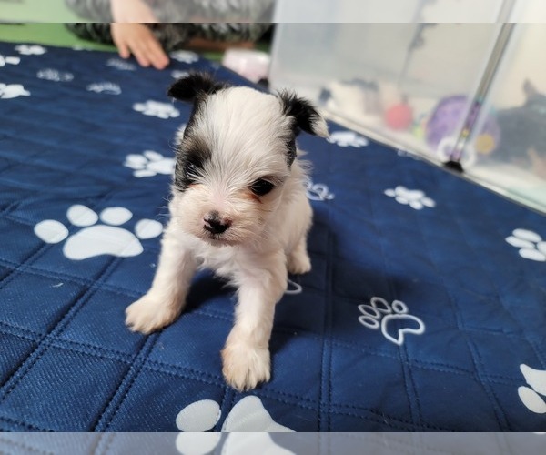 Medium Photo #2 Biewer Terrier Puppy For Sale in PHILA, PA, USA