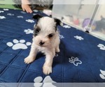 Small Photo #2 Biewer Terrier Puppy For Sale in PHILA, PA, USA