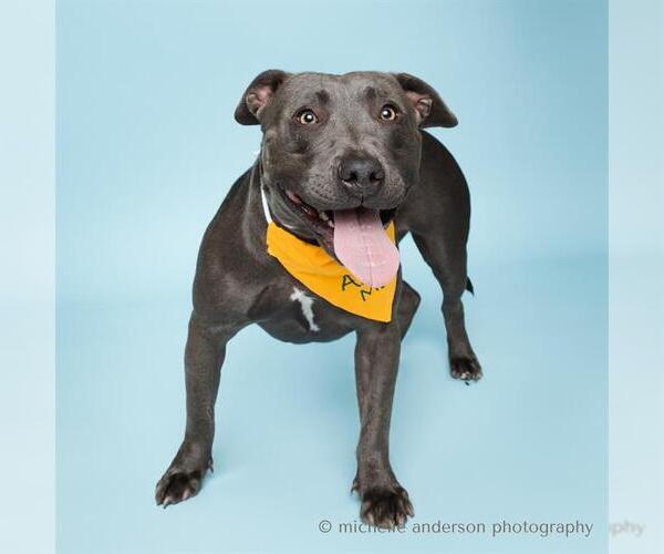 Medium Photo #1 American Pit Bull Terrier Puppy For Sale in Corona, CA, USA