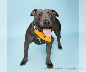 American Pit Bull Terrier Dogs for adoption in Corona, CA, USA