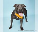 Small American Pit Bull Terrier
