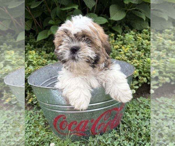 Medium Photo #2 Shih Tzu Puppy For Sale in MIDDLEBURY, IN, USA