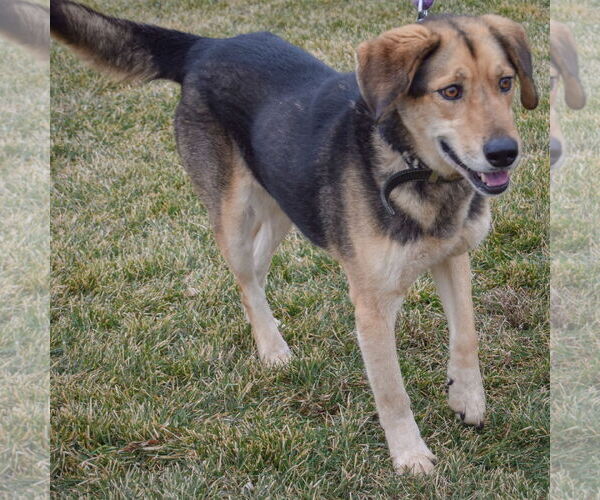 Medium Photo #5 Collie-German Shepherd Dog Mix Puppy For Sale in Huntley, IL, USA