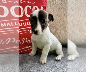 Jack Russell Terrier Puppy for Sale in FAIR HAVEN, Michigan USA
