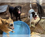 Small #8 American Staffordshire Terrier-Pointer Mix