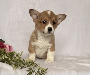Pembroke Welsh Corgi Puppy for sale in STANLEY, WI, USA