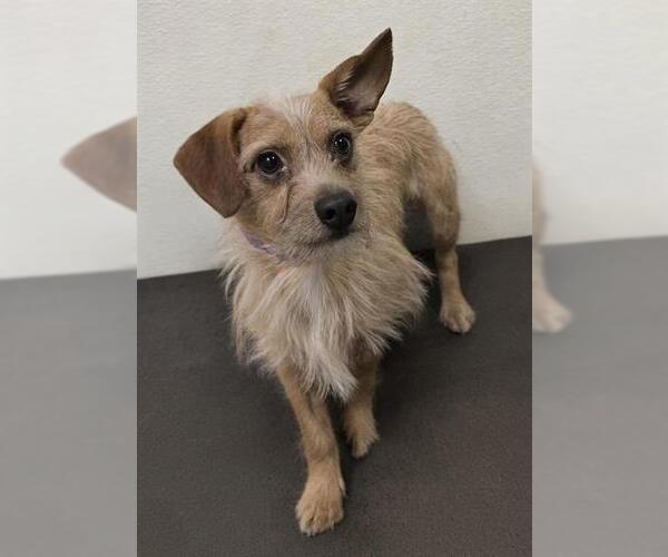 Medium Photo #1 Cairn Terrier-Unknown Mix Puppy For Sale in HESPERIA, CA, USA