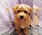 Puppy Nala Yorkipoo