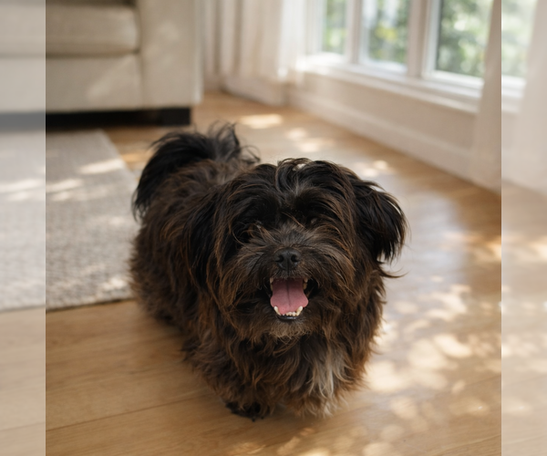 Medium Photo #1 Shih-Poo Puppy For Sale in Phoenix, AZ, USA
