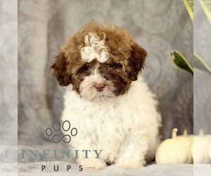 ShihPoo Puppy for sale in GORDONVILLE, PA, USA