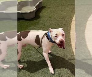 American Pit Bull Terrier-Unknown Mix Dogs for adoption in Las Vegas, NV, USA