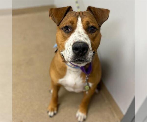 Medium Photo #1 American Staffordshire Terrier-Unknown Mix Puppy For Sale in Aurora, CO, USA