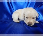 Puppy Pink Puppy Labrador Retriever