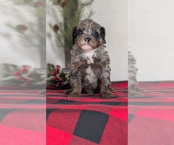 Medium Photo #11 Cockapoo (Miniature) Puppy For Sale in GOSHEN, IN, USA