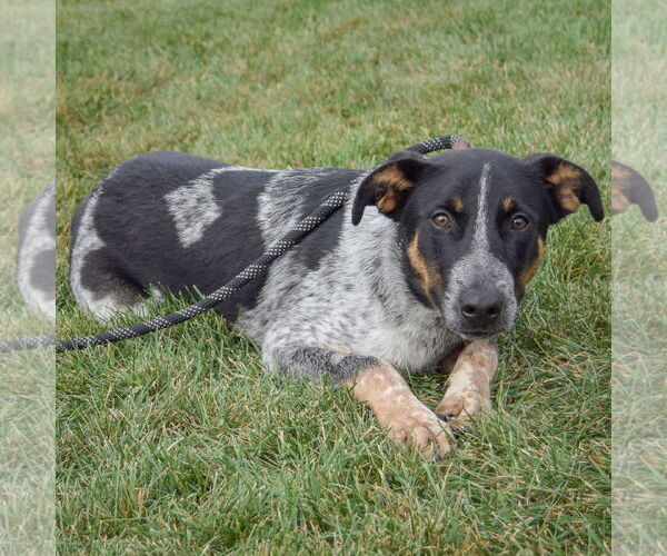 Medium Photo #4 Mutt Puppy For Sale in Huntley, IL, USA