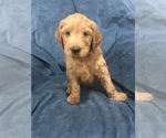 Small Photo #10 Goldendoodle Puppy For Sale in SCOTTSDALE, AZ, USA