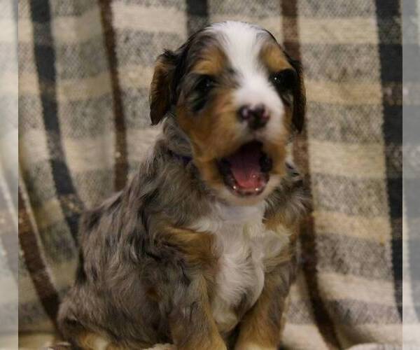 Medium Photo #4 Golden Mountain Doodle  Puppy For Sale in JIM FALLS, WI, USA