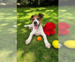 Small #23 Basenji-Rat Terrier Mix