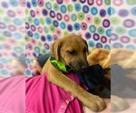 Small Photo #2 Labrador Retriever Puppy For Sale in Orangeburg, SC, USA