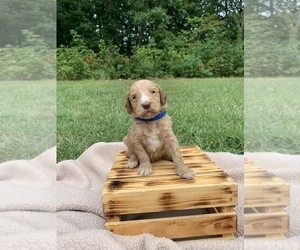 Goldendoodle Puppy for Sale in DILLWYN, Virginia USA
