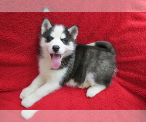 Siberian Husky Puppy for sale in LANCASTER, WI, USA