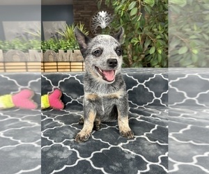 Australian Cattle Dog Puppy for sale in GREENFIELD, IN, USA