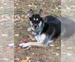 Small #5 Huskies  Mix