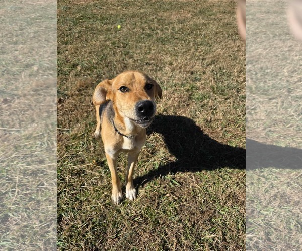 Medium Photo #11 Mutt Puppy For Sale in Woodbury, NY, USA