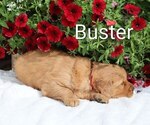 Small #2 Golden Retriever