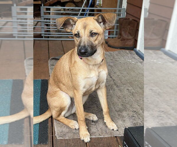 Medium Photo #3 Mutt Puppy For Sale in Arlington, WA, USA