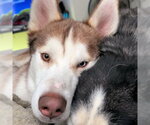 Small #1 Siberian Husky