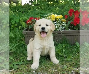 Golden Retriever Puppy for sale in JONES, MI, USA